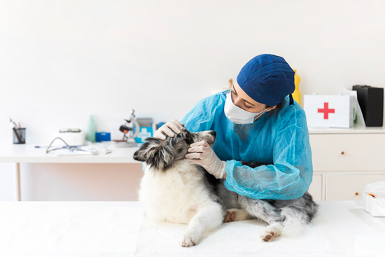 Tour For Pet Dentistry