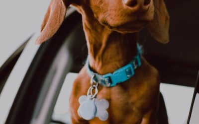 The Ultimate Checklist For When Traveling With Your Dog
