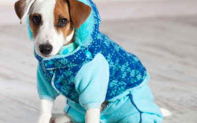 Cold Weather Gear For Dogs